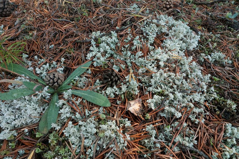 Stereocaulon incrustatum-8